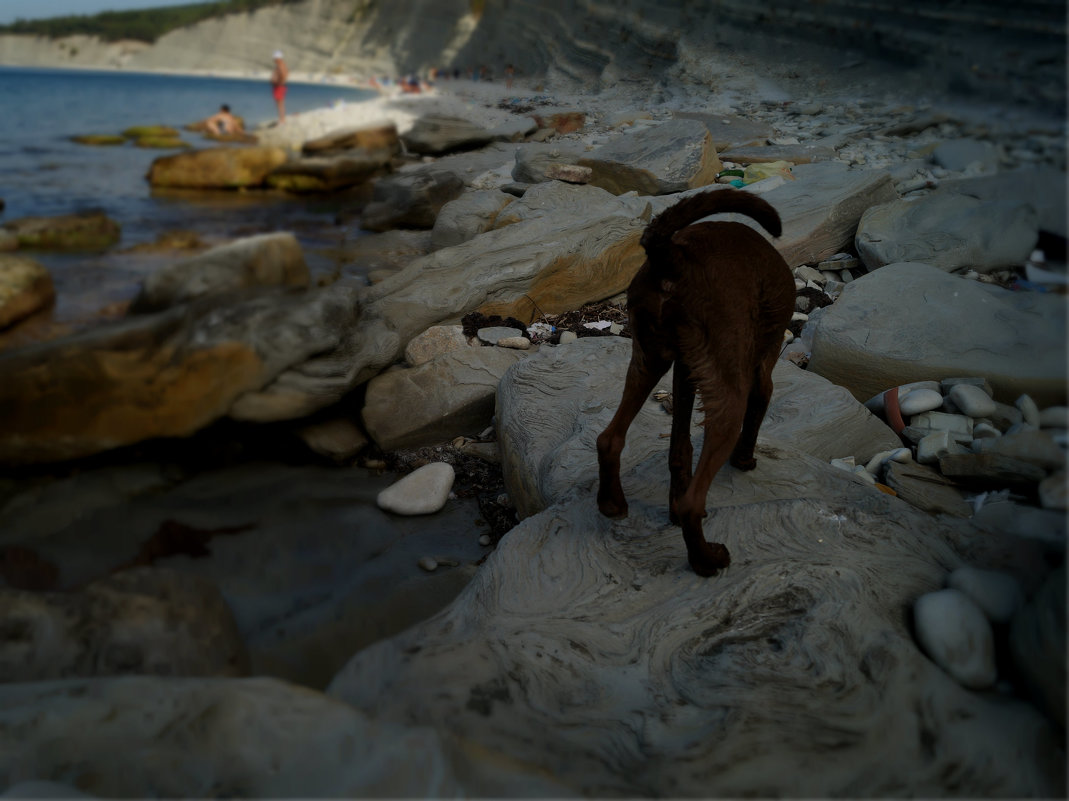 Пса на пляже... - Olga Kramoreva