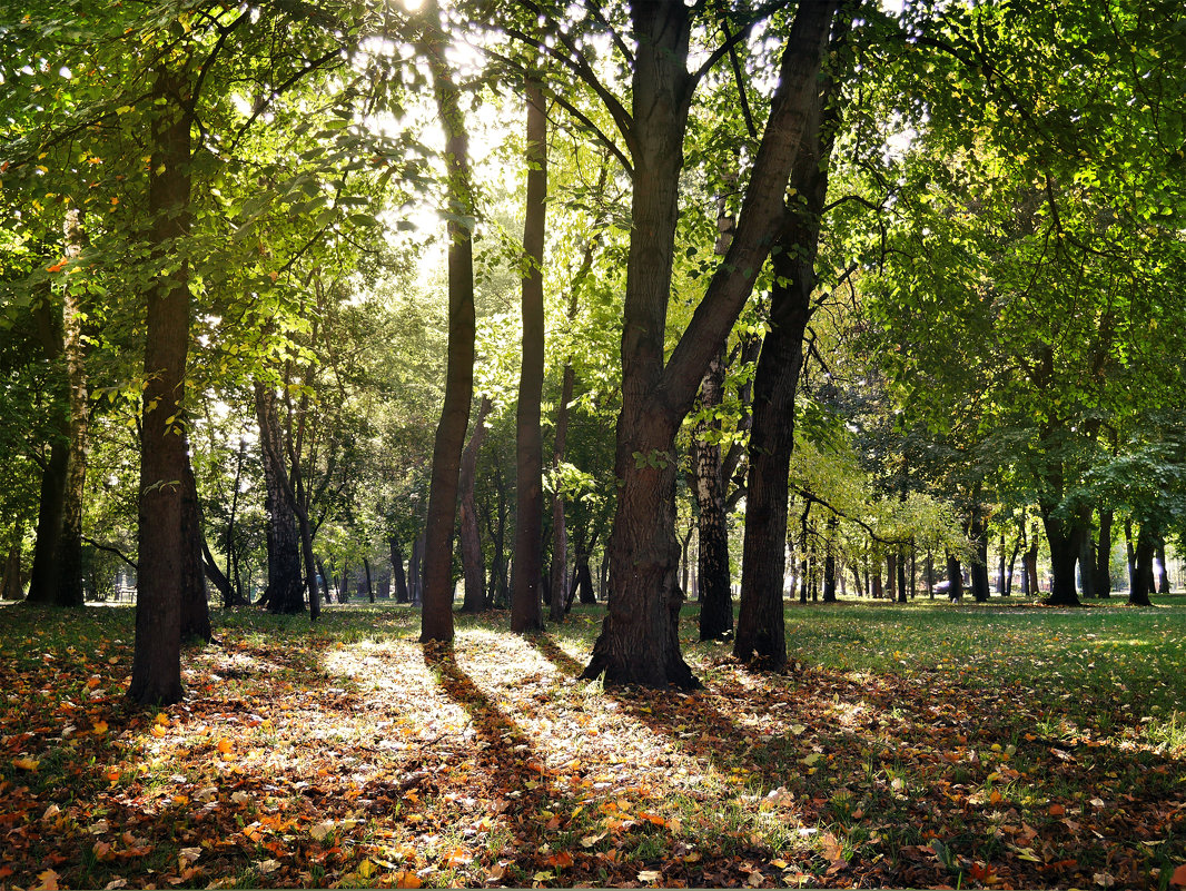 Осень в парке - Денис Масленников