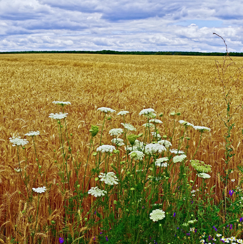 пшеничное поле - юрий иванов