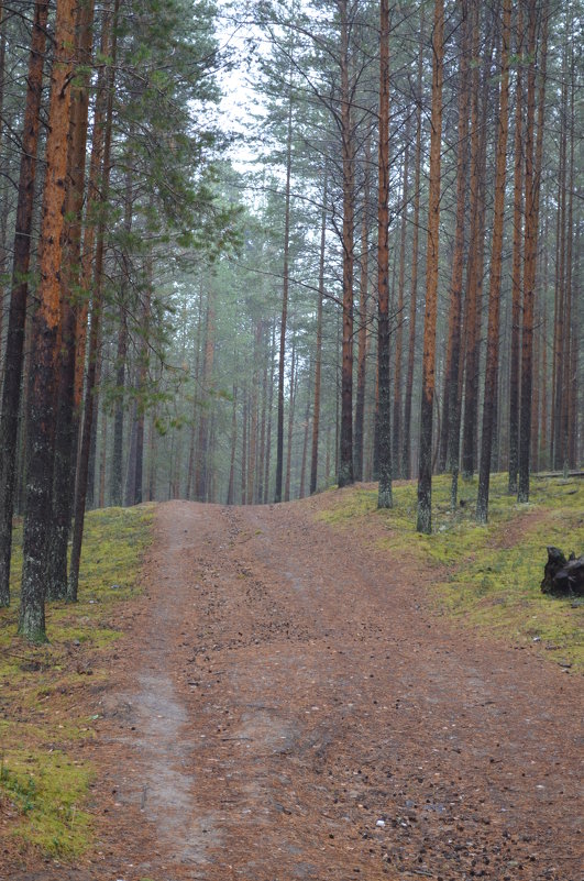 Сосновый лес - Андрей Козинец