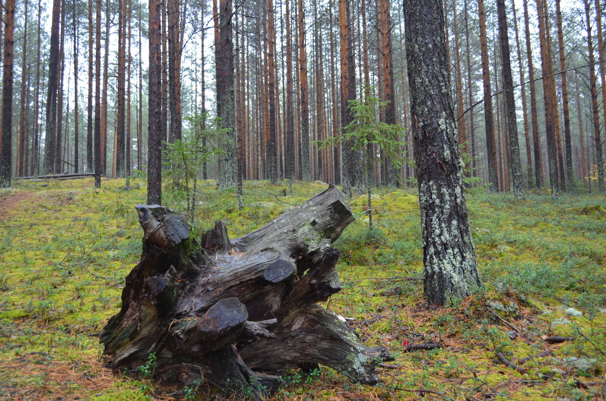 Страж леса - Андрей Козинец