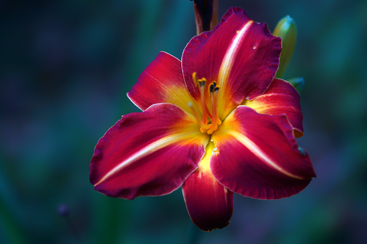 daylily - Zinovi Seniak