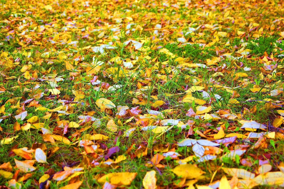 Листья на траве - Nikol 