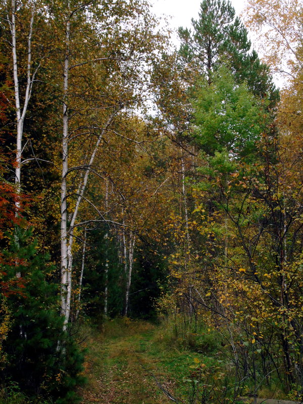 Осенний лес - Валентин Когун