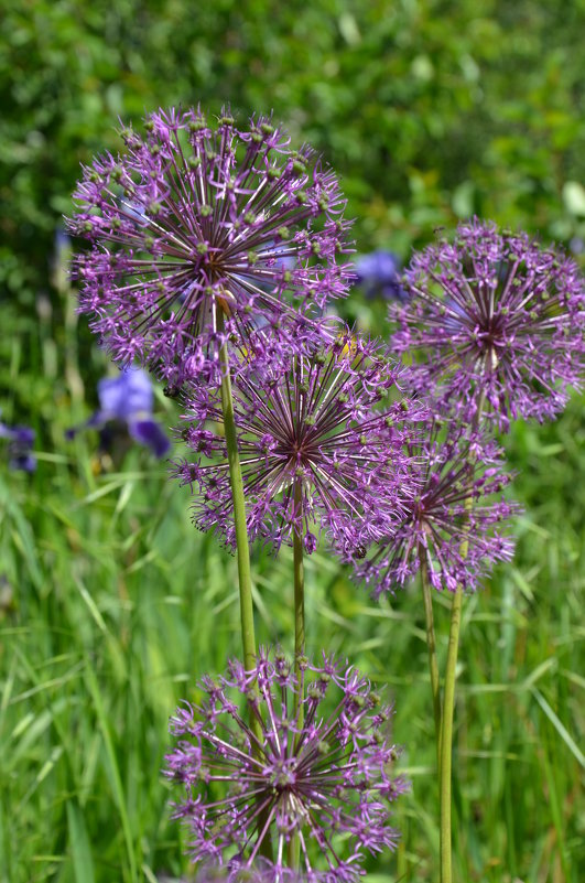 Лук шаровидный - Allium - Наталья Мельникова