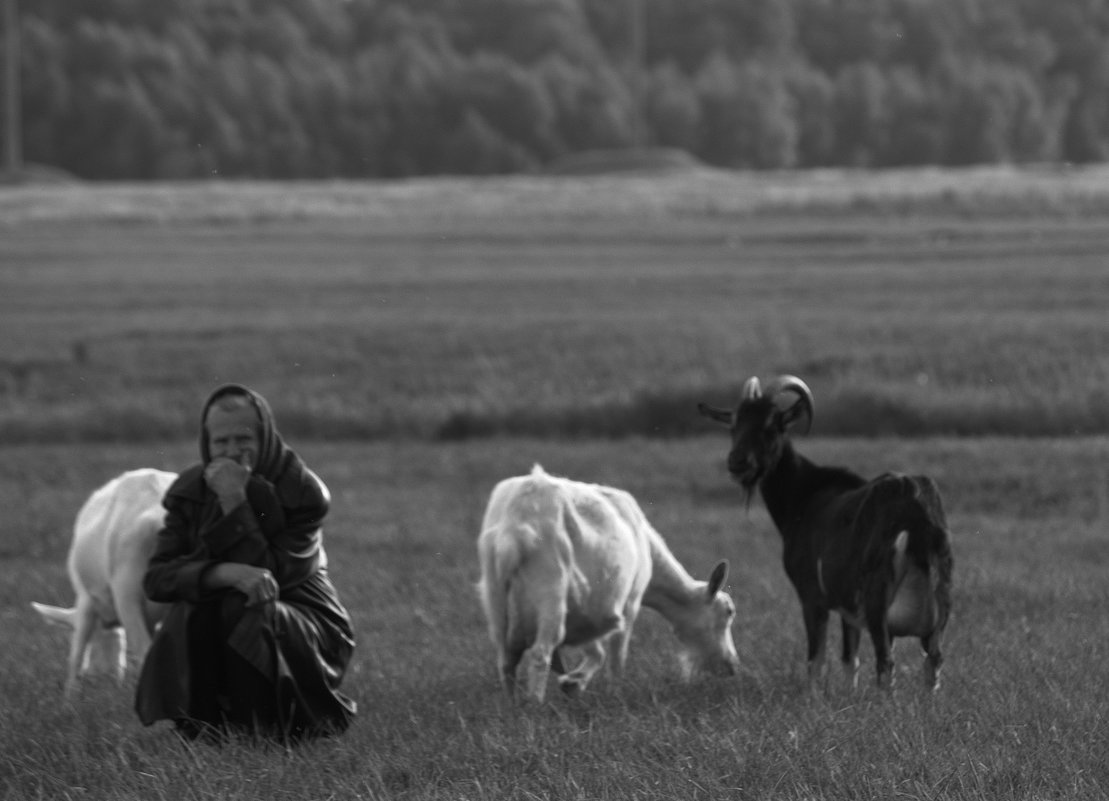 козы и старушка - Александра 