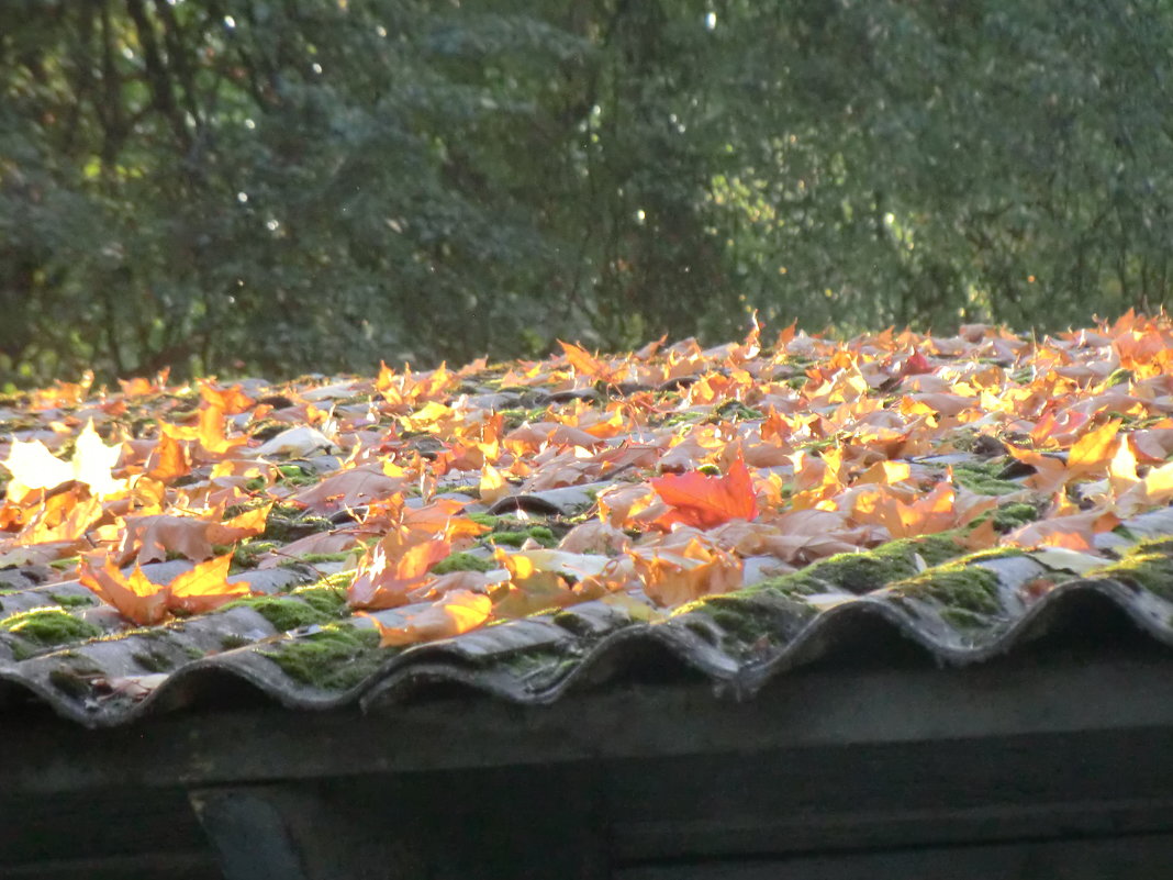 Крыша и листья... - Владимир Павлов