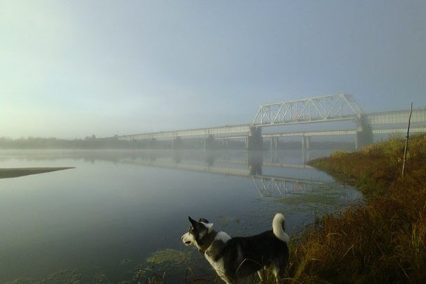 Прогулка с собакой к мостам в утреннем тумане - Николай Туркин 