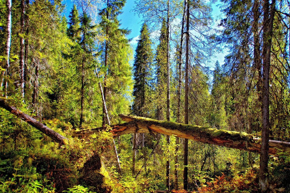 Осень в лесу - Виктор Заморков