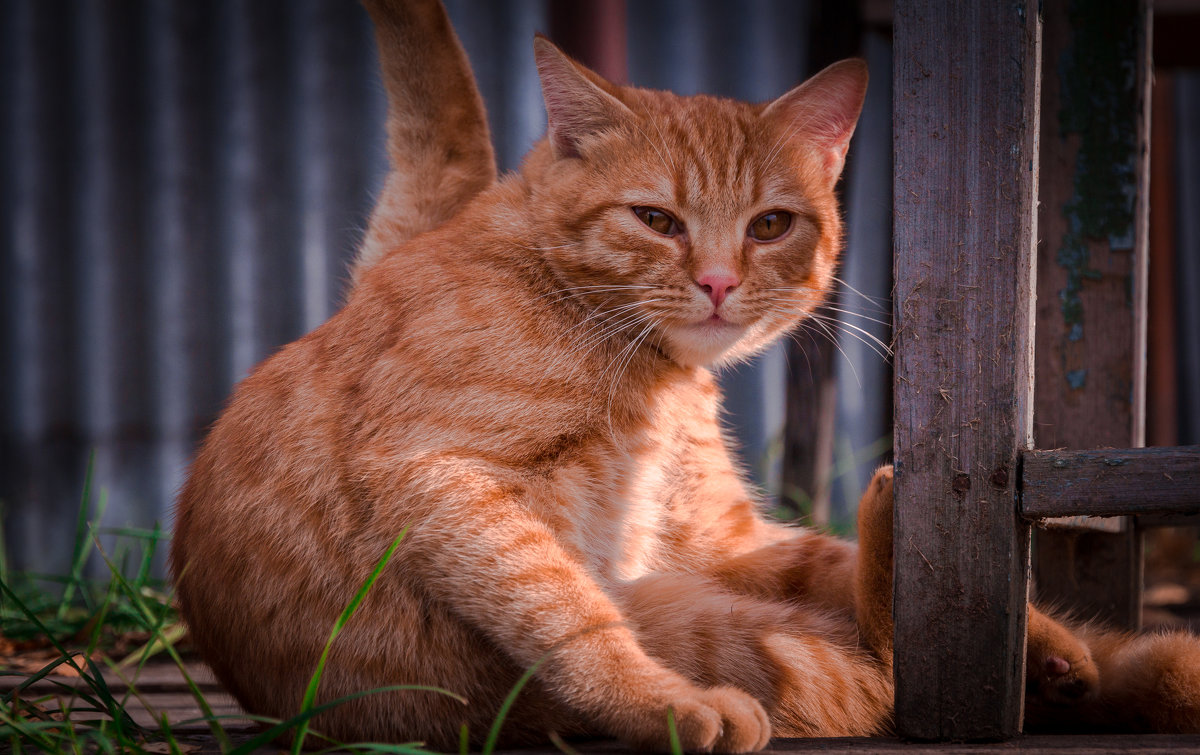 Коте - Сергей Тараторин