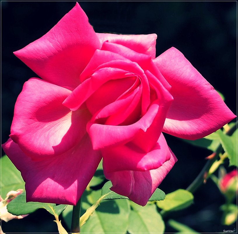 Романтические розы - wea *