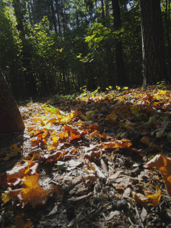 Осенний лес - Ламия Балыбердина