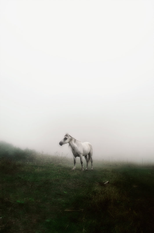 Лошадь в облаках - Наталья Золотарева