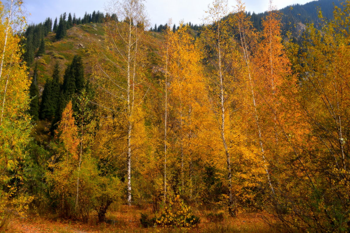 Осень в горах II - Alexei Kopeliovich