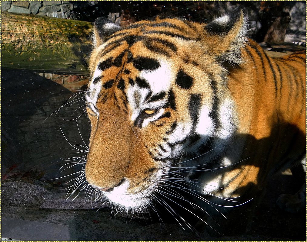День тигра 2015 - Вера 