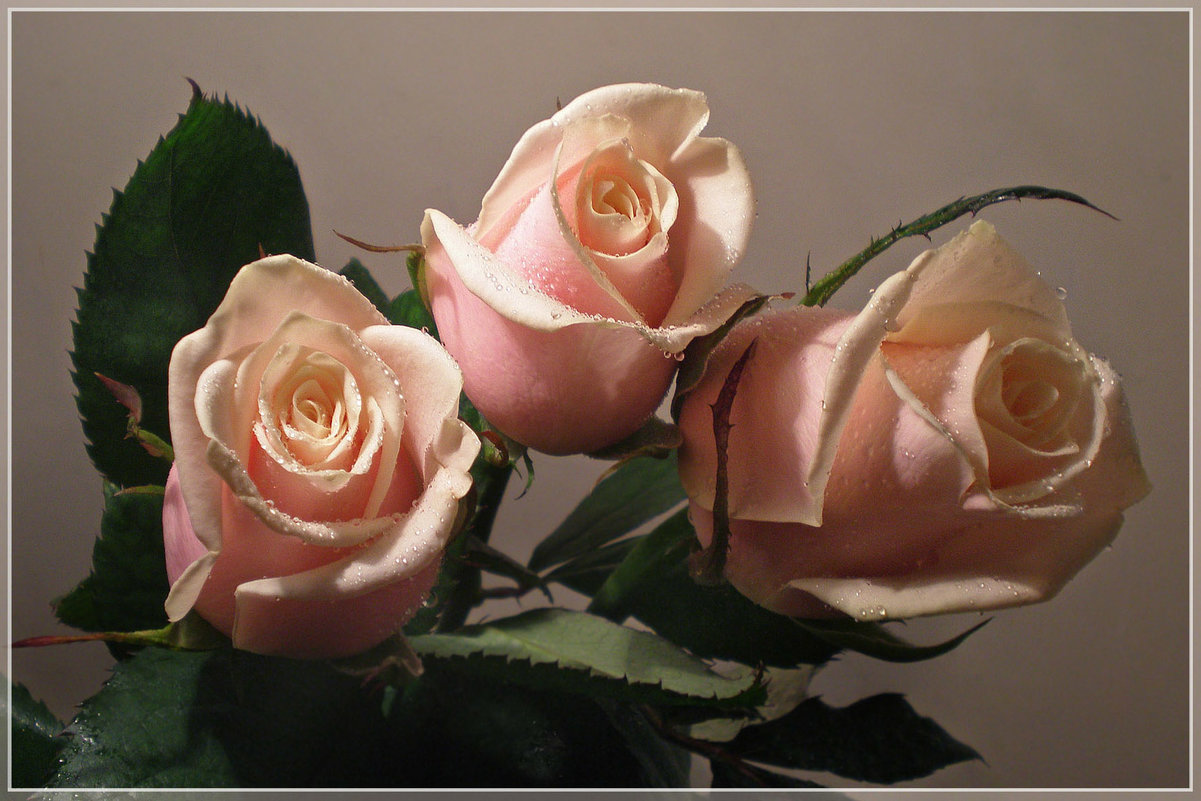 Кремовые розы - Эля Юрасова