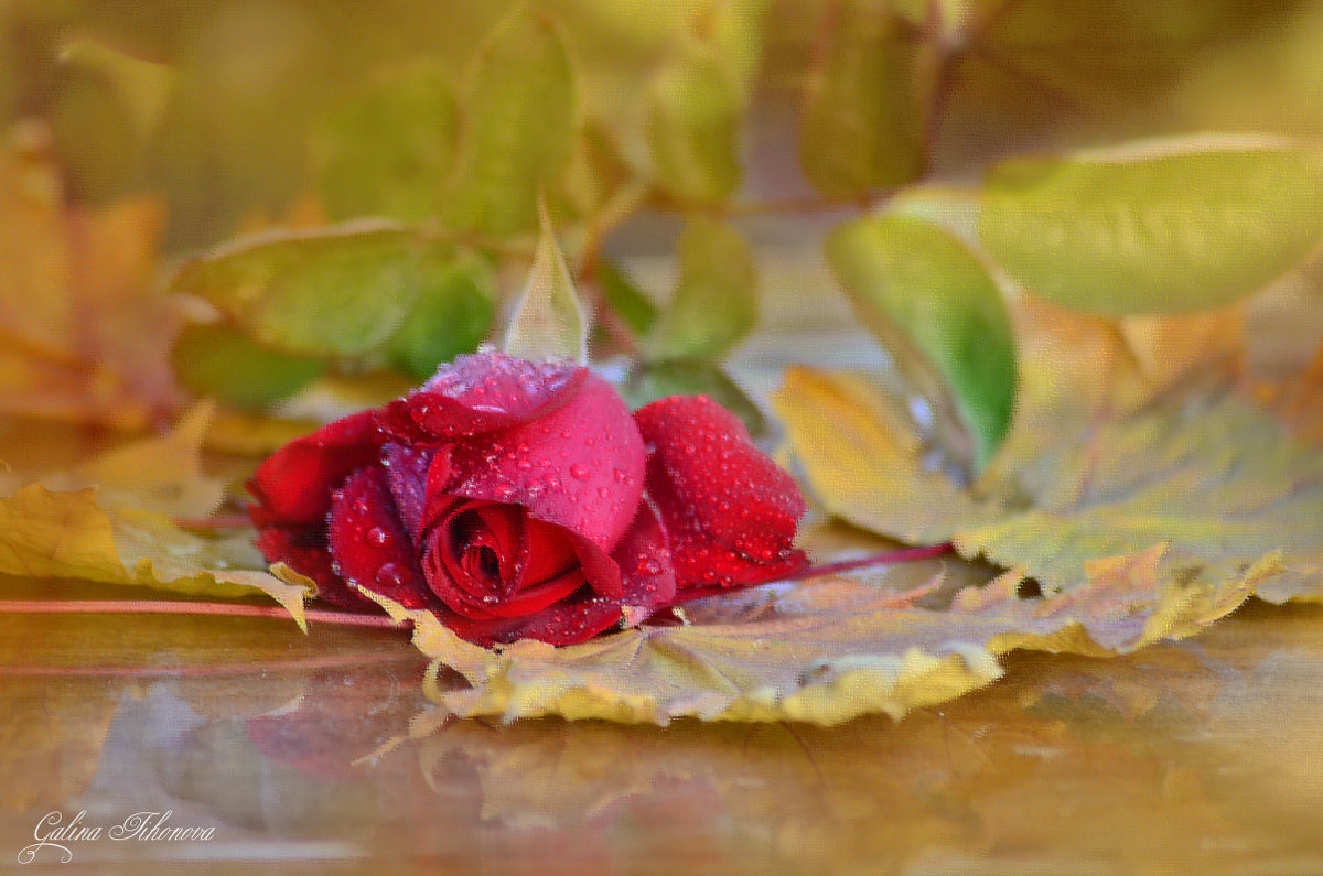 Осенняя роза - galina tihonova