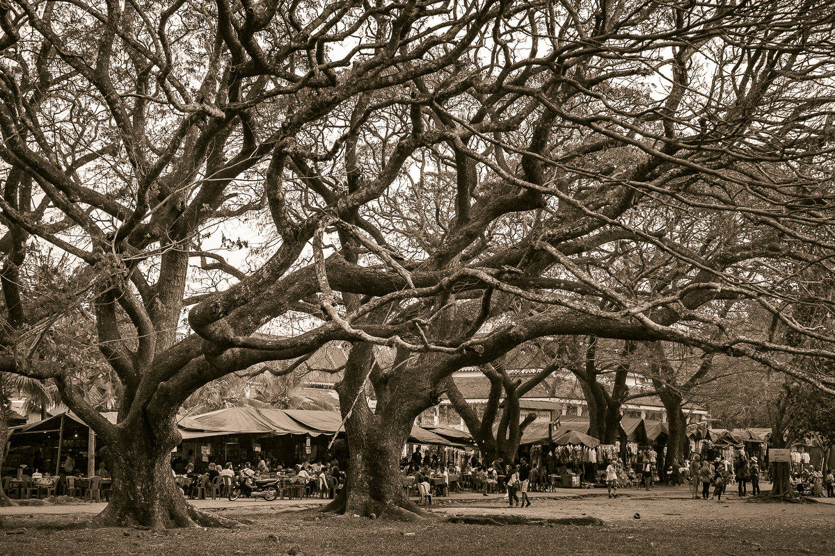 Причудливые старые деревья в Ангкоре. - Владимир Чернышев