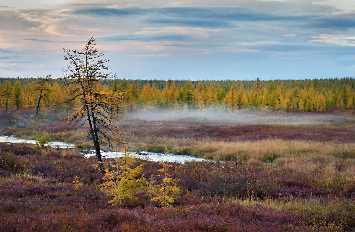 Туман на опушке леса - Ирина Токарева