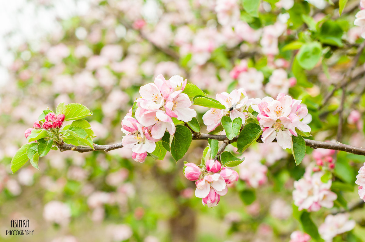 Яблони цветут - Asinka Photography