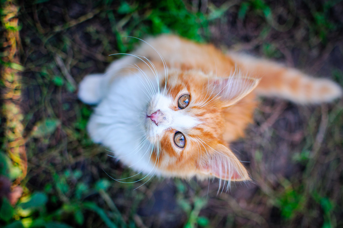 Если ваш кот утром загадочно улыбается, тапочки лучше не надевать - Андрей Куприянов