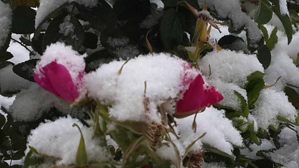 Розы под снегом - Наталья Тимофеева
