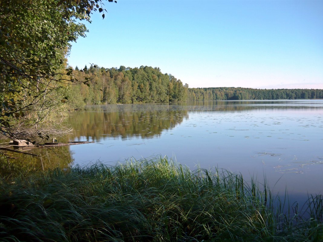 Лесное озеро - Вера Щукина