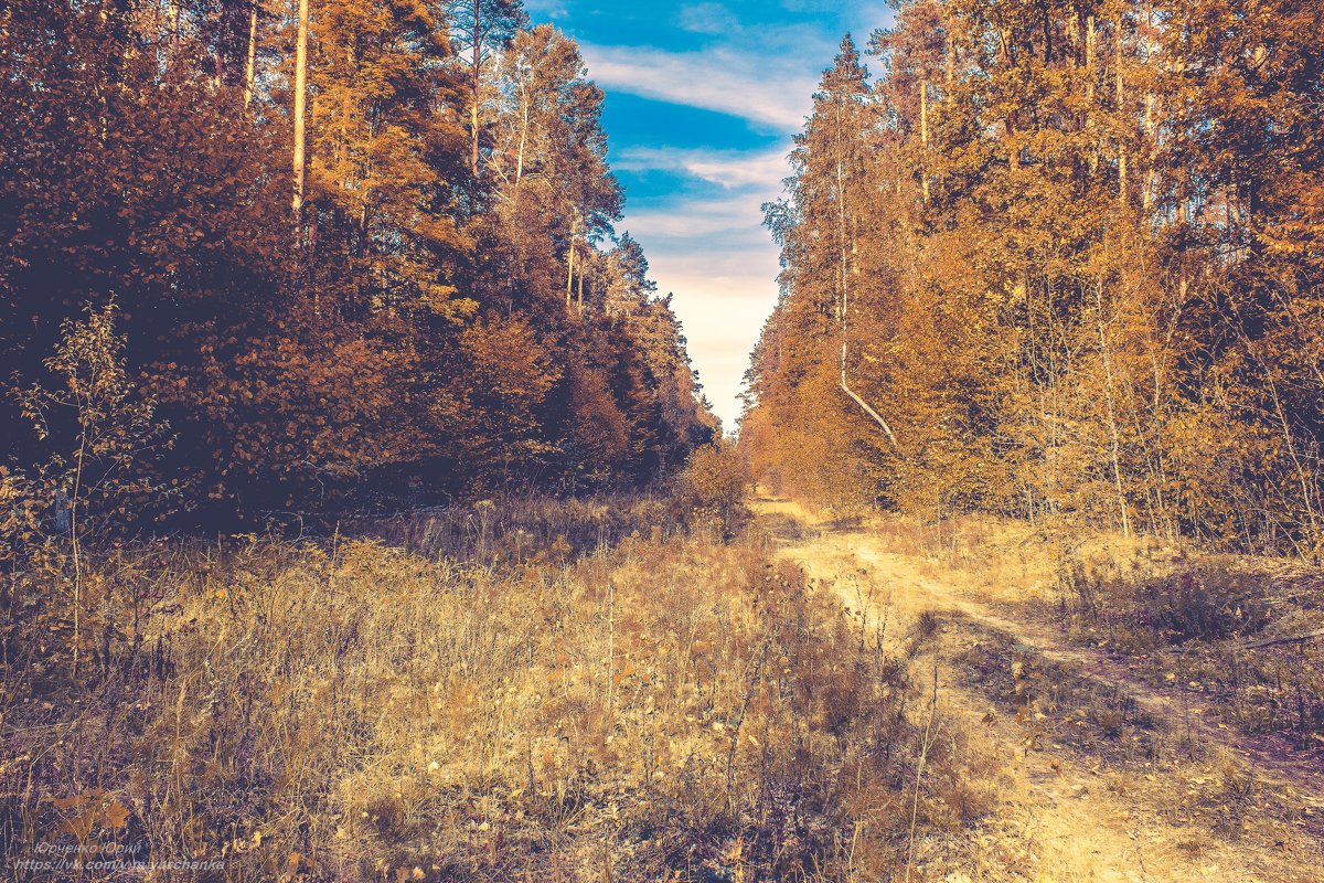 В осеннем лесу - Юрий Михайлович 