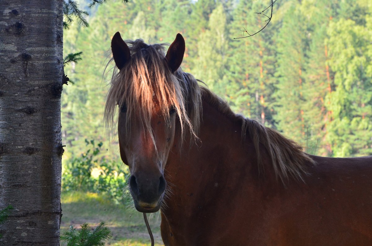 Horse portrait. - Николай Воробьёв 