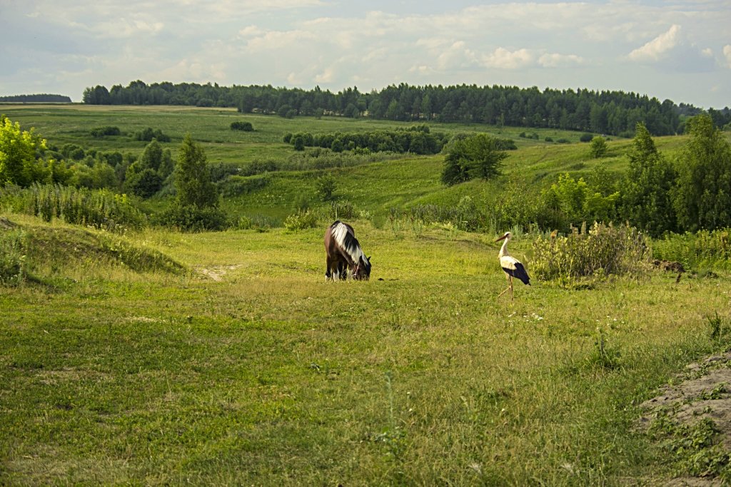 Аист и лошадь - Евгений Дубовцев