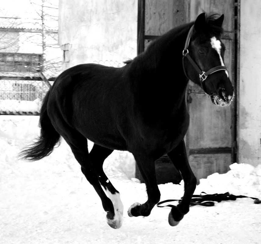 Лошадь в движении - Ксения Валерьевна
