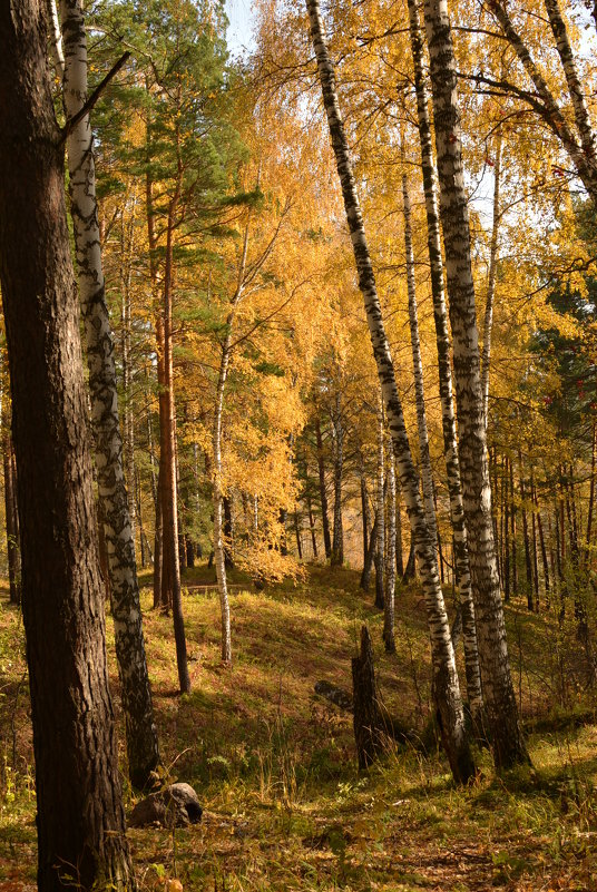 Осень в лесу - grovs 