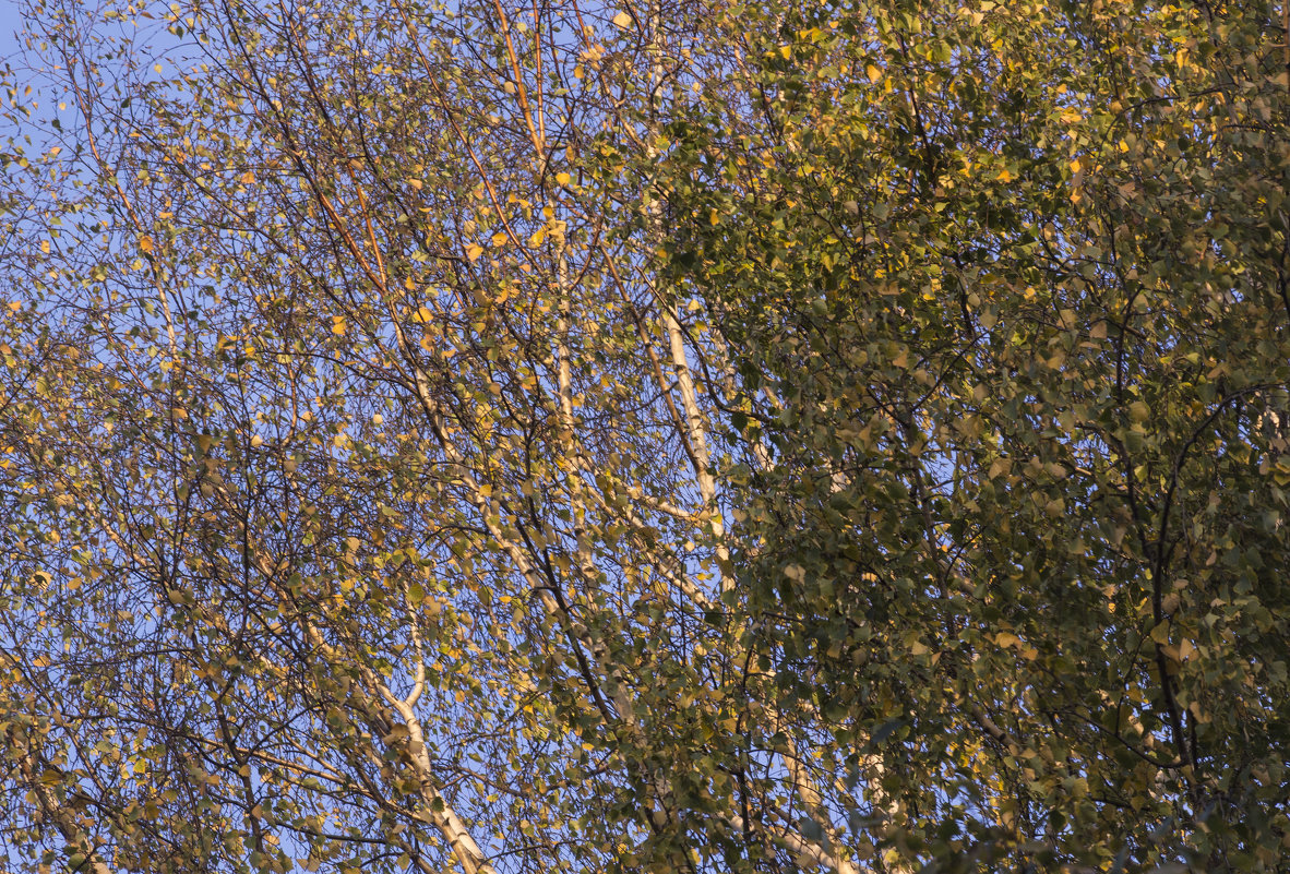 Осенняя листва - Aнна Зарубина