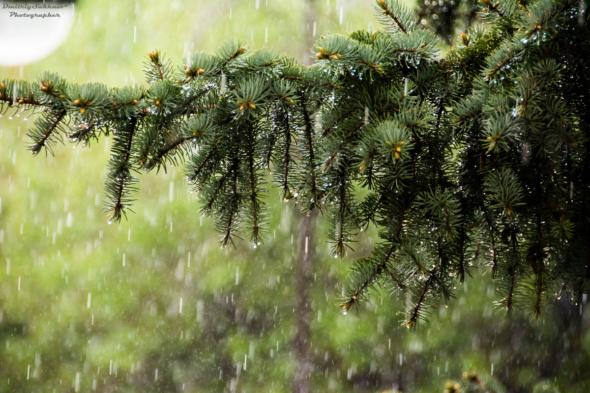 Весенний дождь - Дмитрий Сахнов
