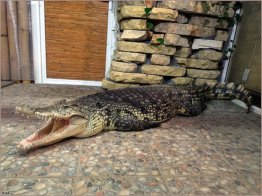 Нильский крокодил - Вера 