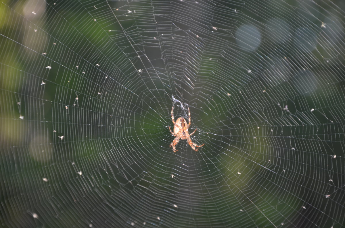 Hardened spider - Николай Воробьёв 