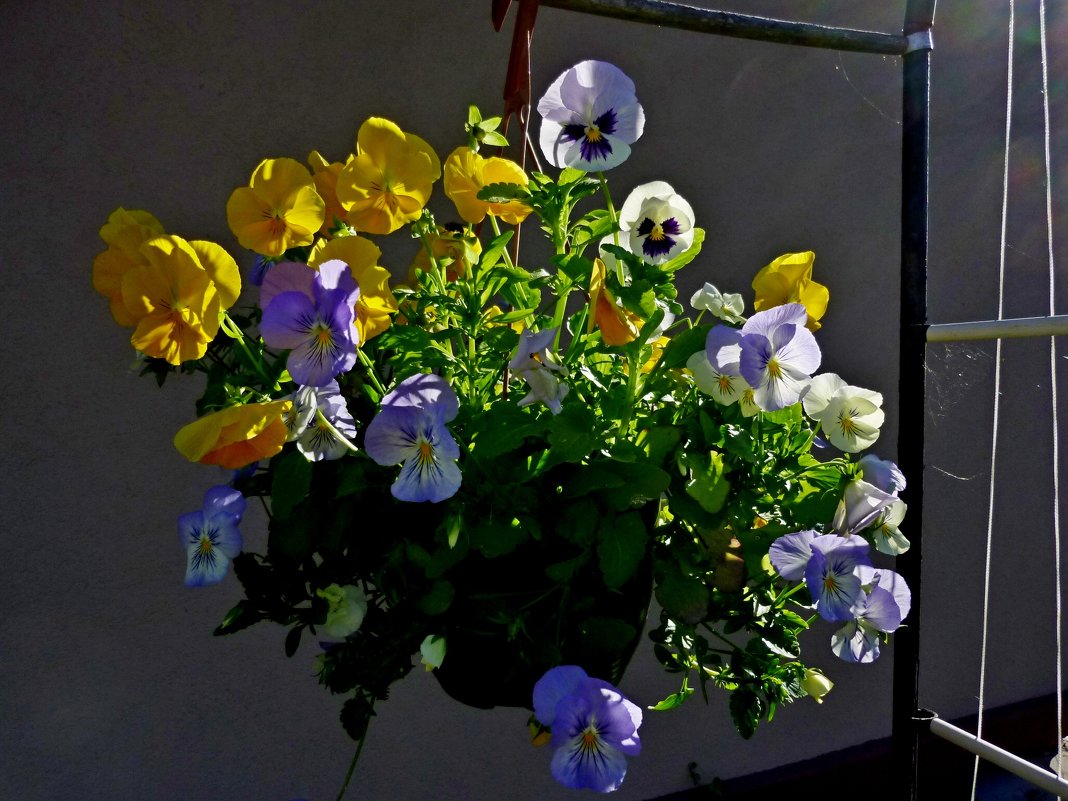 цветы - Jelena Afanasenko