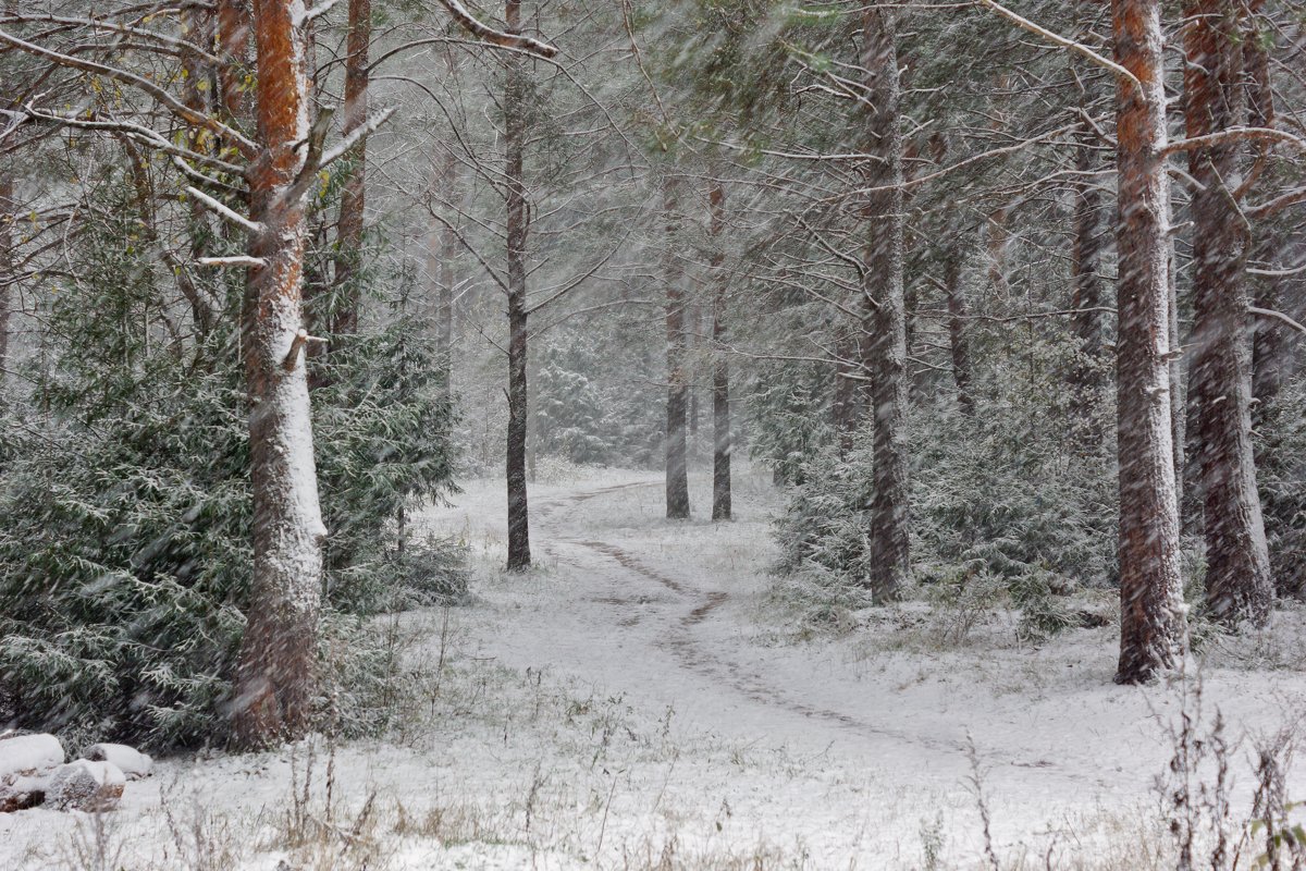 Первый снегопад в лесу - Александр Исаков
