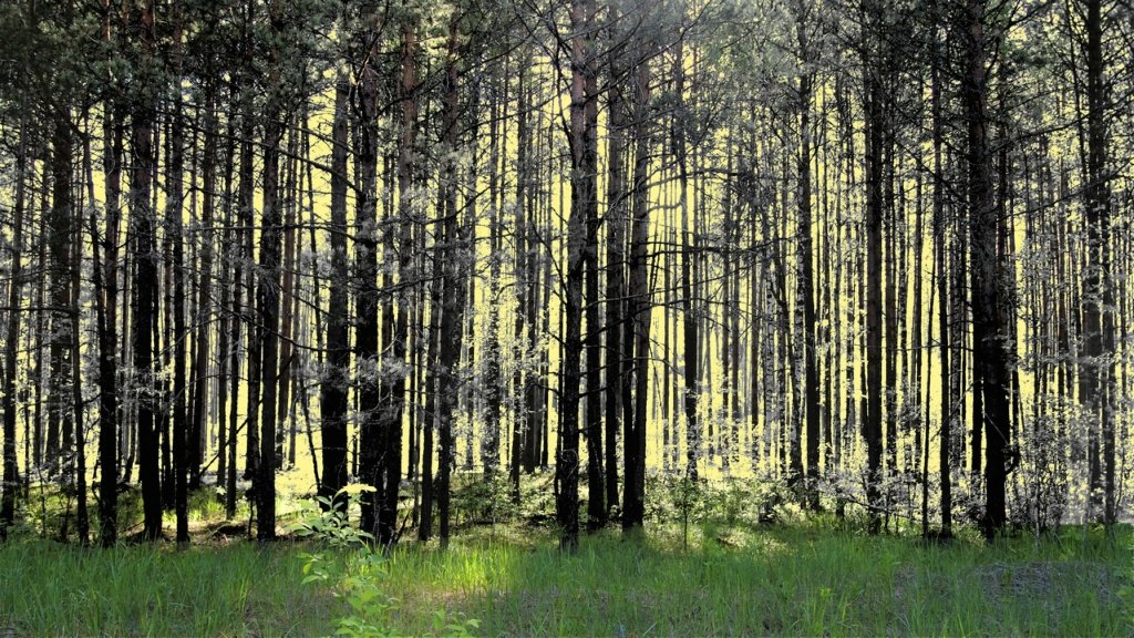 Весенний лес - Евгений Дубовцев