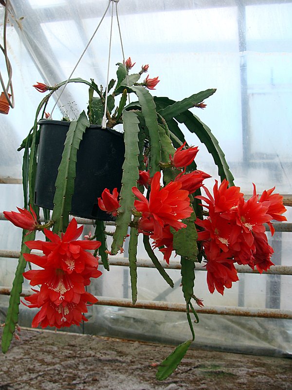 Цветение кактуса - laana laadas