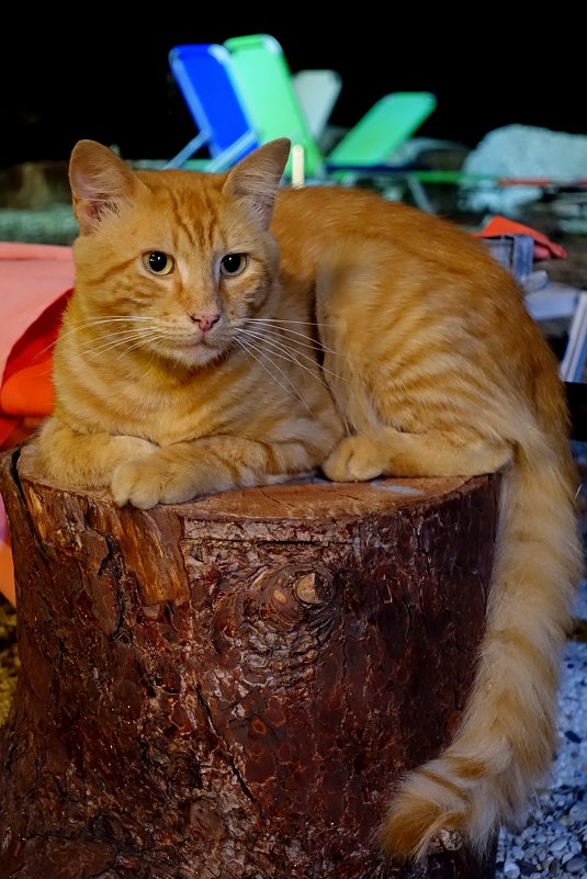 Просто рыжий греческий кот - Jelena Afanasenko