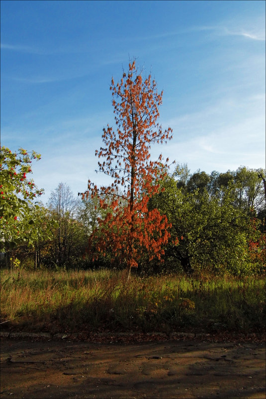 autumn - Юлия Денискина