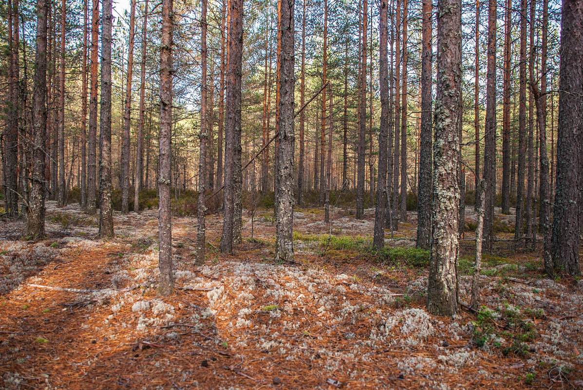 В лесу - Михаил Вандич