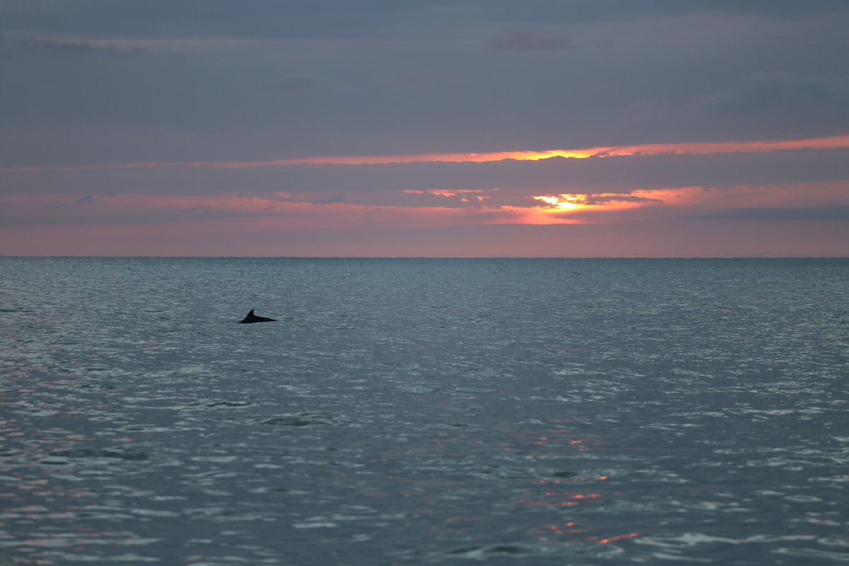 Дельфин на охоте - valeriy khlopunov