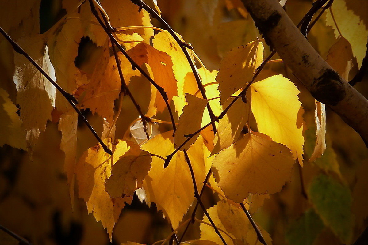 Осенние листья. Берёза - Виктор Четошников