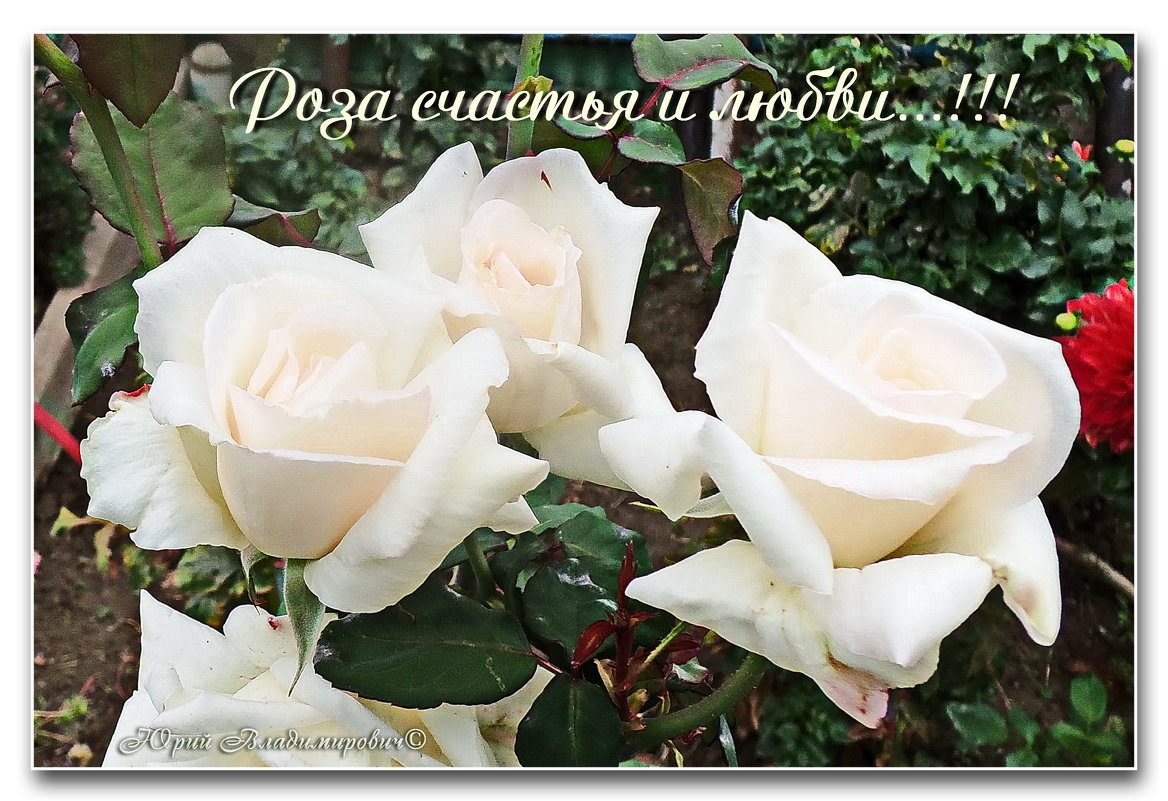Белая роза.... - Юрий Владимирович