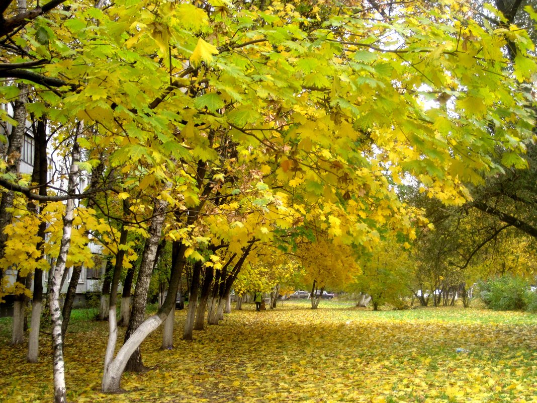 Золотая осень в городе - Елена Семигина