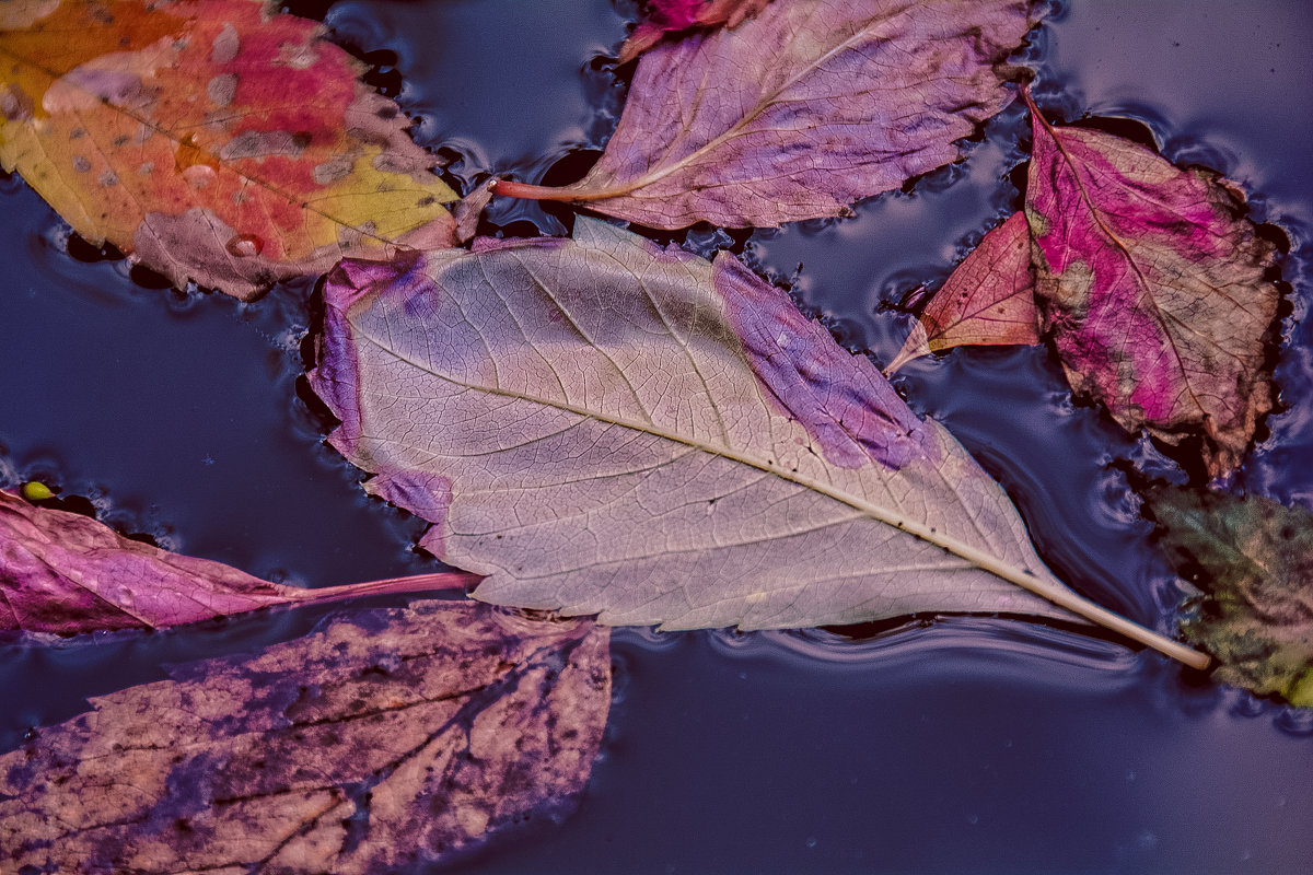 Опавшие осенние листья - Михаил Аверкиев