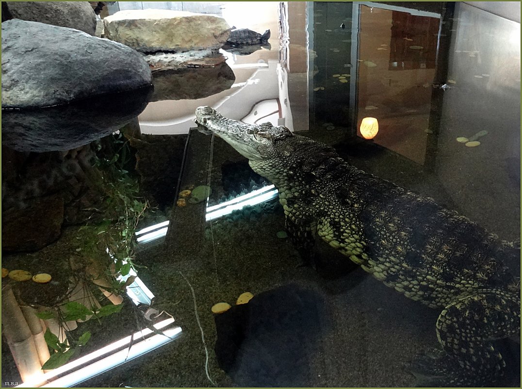 Нильский крокодил - Вера 