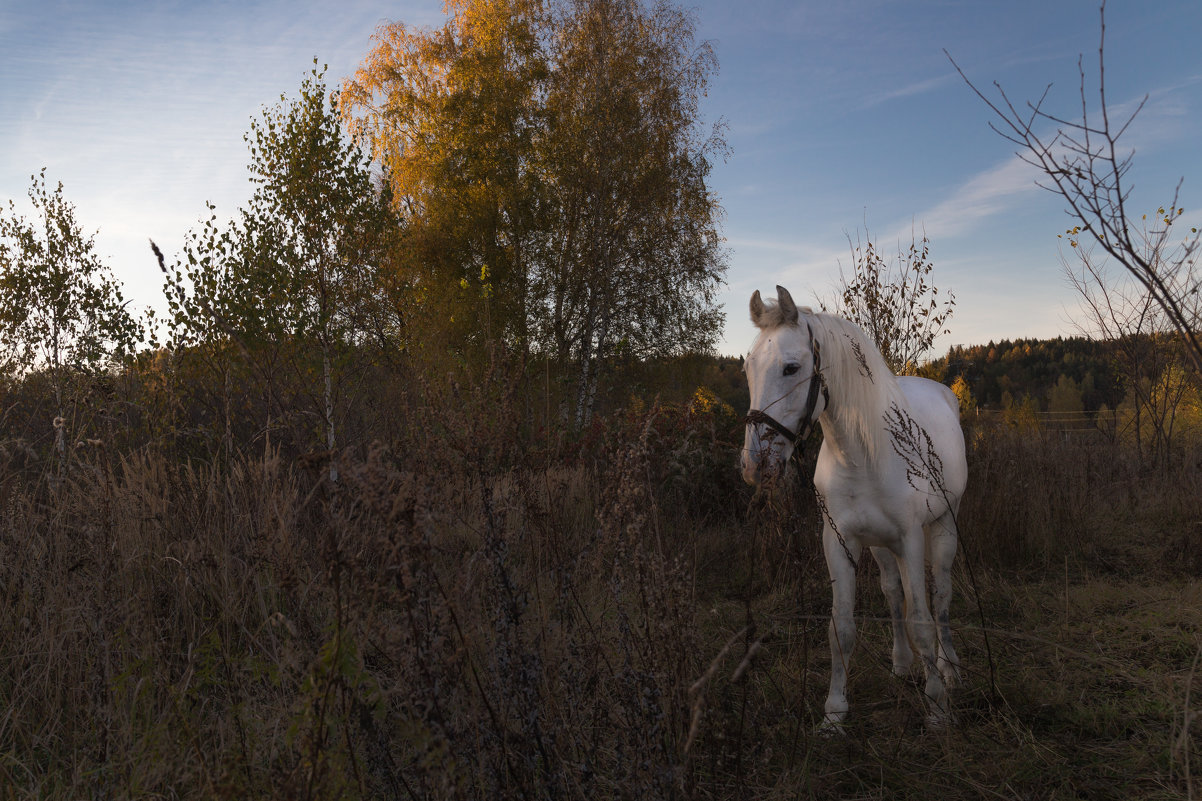 Белый конь - Светлана 